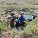 Warga Terpaksa Ambil Air dari Kubangan Bekas Sawah