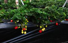 7 Pilihan Tanaman dari Sukulen sampai Strawberry untuk Halaman Rumah Cantik & Produktif