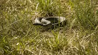 Apakah Rumput Terlalu Pendek Bisa Membuat Ular Mendekat? Simak Penjelasannya