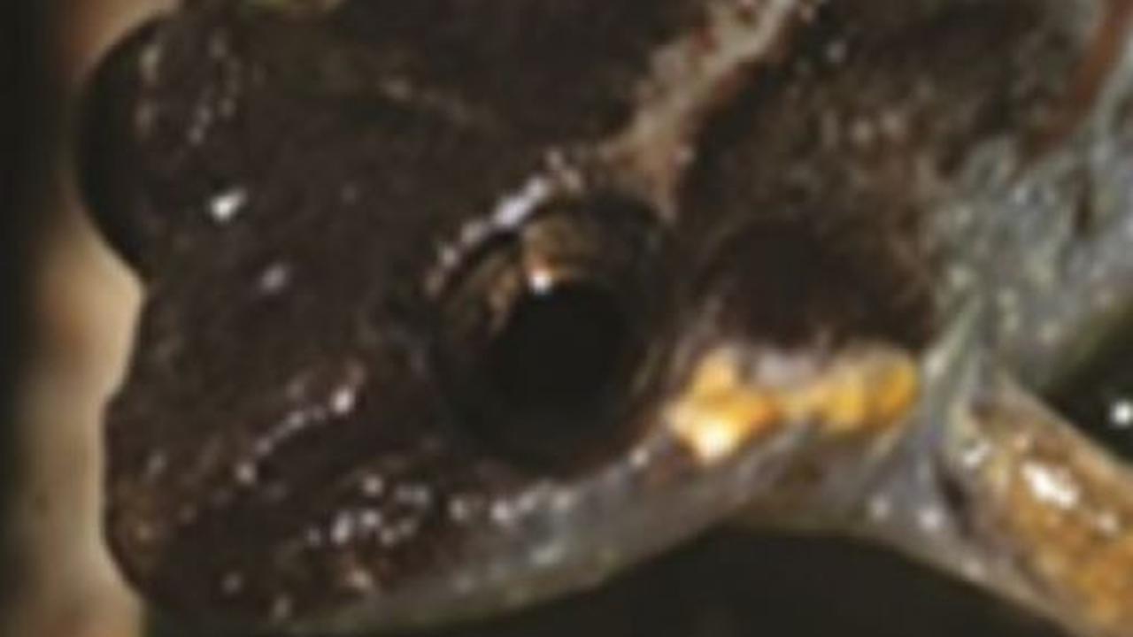 3. Limnonectes Phyllofolia Berukuran Lebih Kecil Dibanding Katak Bertaring Lainnya<br>