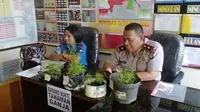 Polisi Telusuri Bibit 116 Pohon Ganja Milik Pemuda di Pancoran