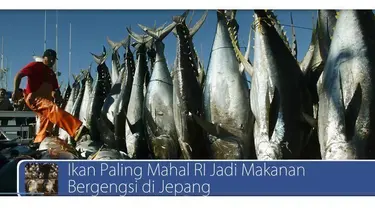 Waah ikan asal Indonesia ini menjadi makanan bergengsi di Jepang loh dan ini dia kritikan dari berbagai pihak tentang gembok cinta di Malang. Saksikan di video ini