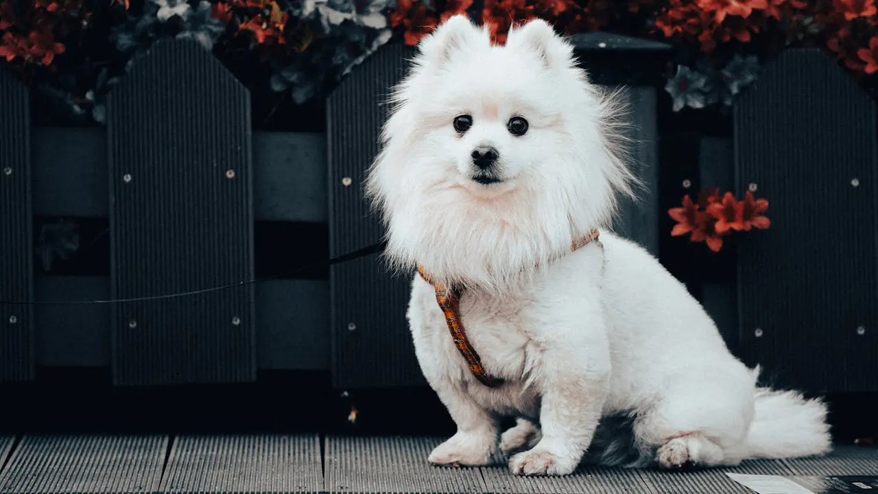 Pomeranian
