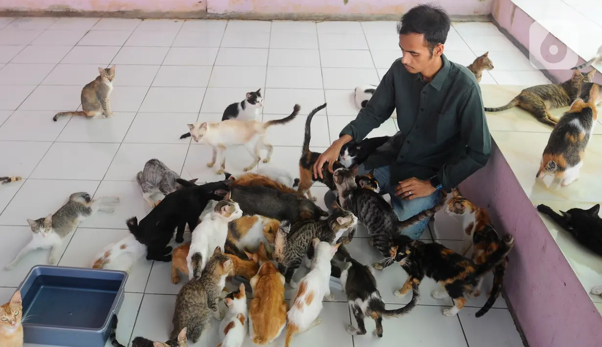 Kucing dan anjing tersebut sebagian besar merupakan hasil rescue di jalanan, tertabrak, sakit maupun  yang terlantar di rumah warga. (merdeka.com/Arie Basuki)