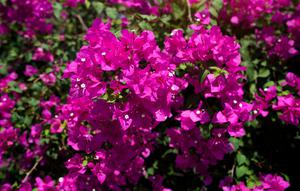 Ilustrasi bunga bugenvil. (Image by rawpixel.com on Freepik)