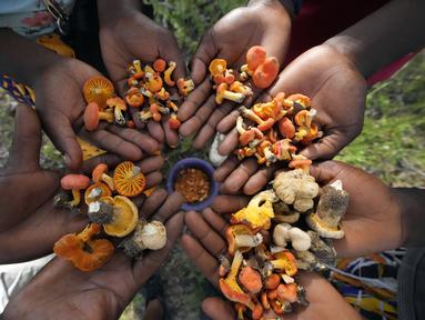 Perempuan dan laki-laki menunjukkan beberapa jamur liar yang mereka petik dari hutan di pinggiran Harare, Zimbabwe pada Jumat, 24 Februari 2023. (AP Photo/Tsvangirayi Mukwazhi)