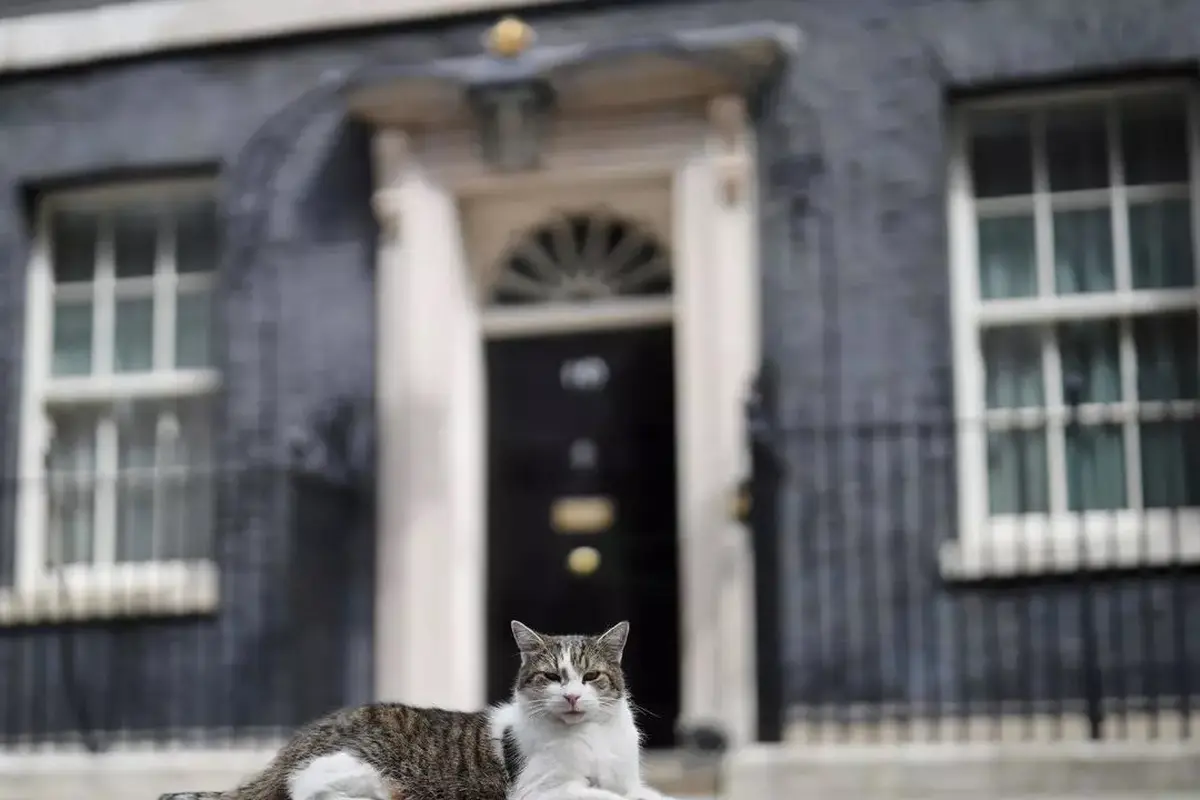 Kucing bernama Larry telah menemani Perdana Menteri Inggris di Downing Street selama 10 tahun. (Photo credit: Tolga Akmen/AFP/File )
