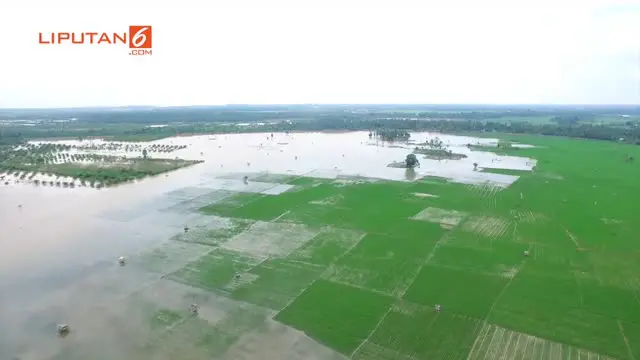 Puluhan Hektar Lahan persawahan di Aceh Timur terendam banjir, akibat banjir tersebut sejumlah petani akan mengalami gagal panen.