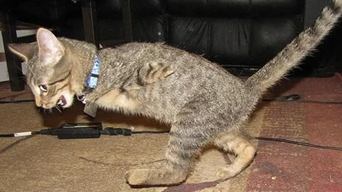 Foto: copyright boredpanda.com