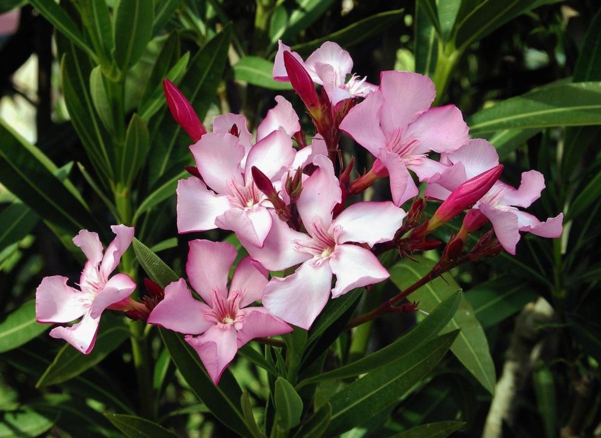 Nerium Oleander atau Bunga Jepun