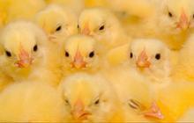Jawaban Snack Anak Ayam dan Teka-teki MPLS Lainnya