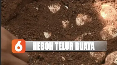 Setelah ditemukan dan diperiksa petugas BKSDA, ternyata telur itu bukanlah telor buaya.