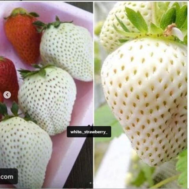 Strawberry Fool