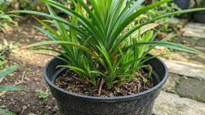 7 Cara Membuat Pandan Cepat Mengeluarkan Banyak Tunas dari Satu Pot, Coba Tips Ini di Rumah