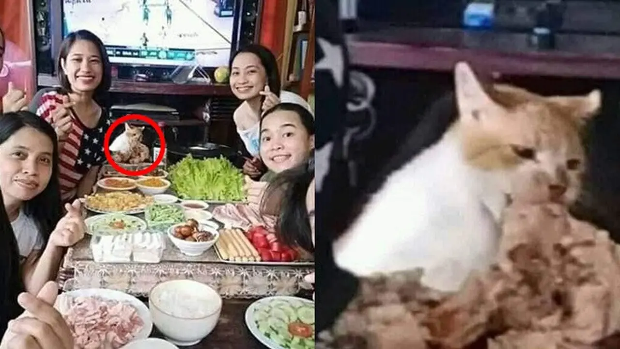 6 Momen Kucing Tertangkap Basah saat Mencuri Ini Kocak Banget