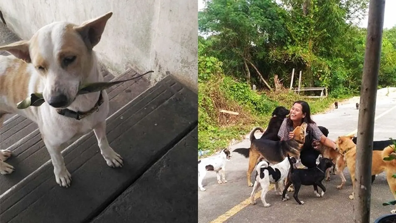 Anjing Liar Pintar, Bawakan Hadiah Untuk Wanita yang Beri Makan