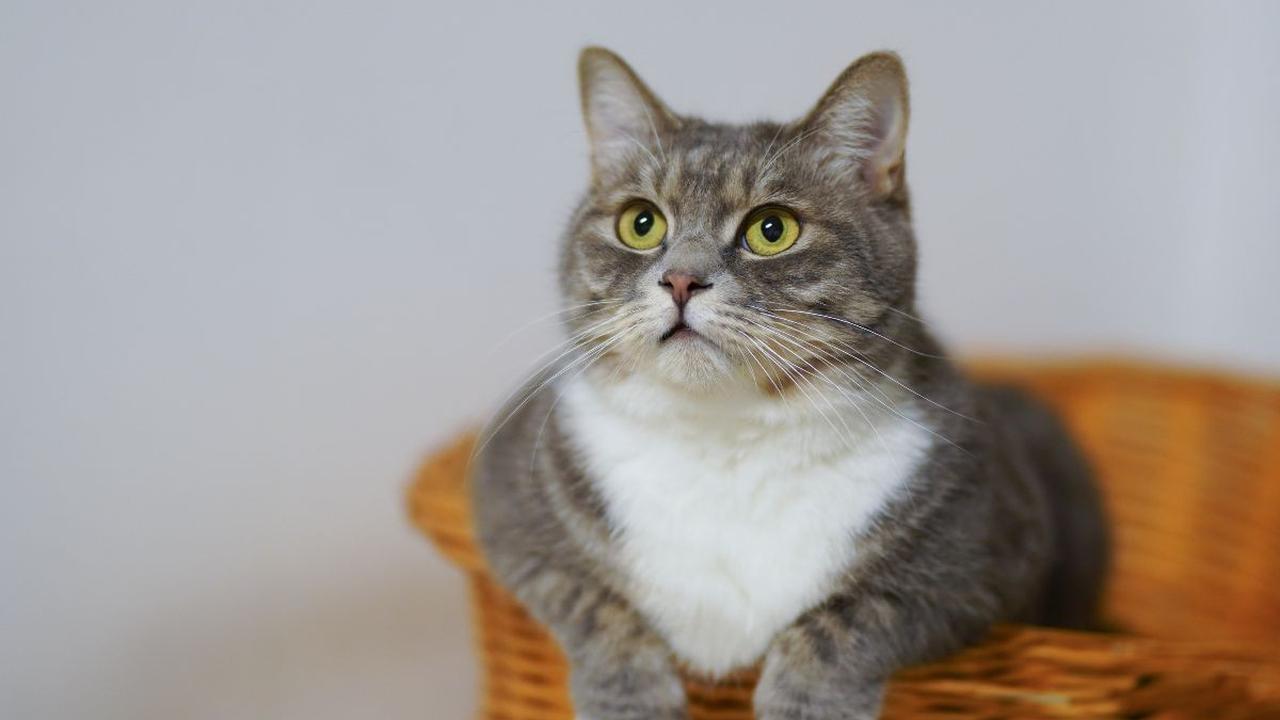 Beberapa Jenis Kucing Suka dengan Air