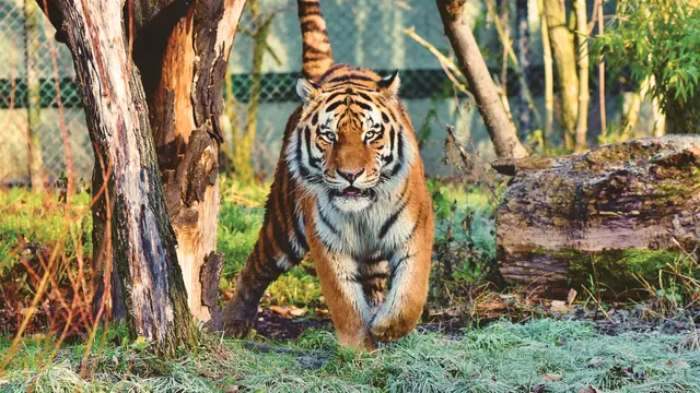 Mimpi Digigit Harimau