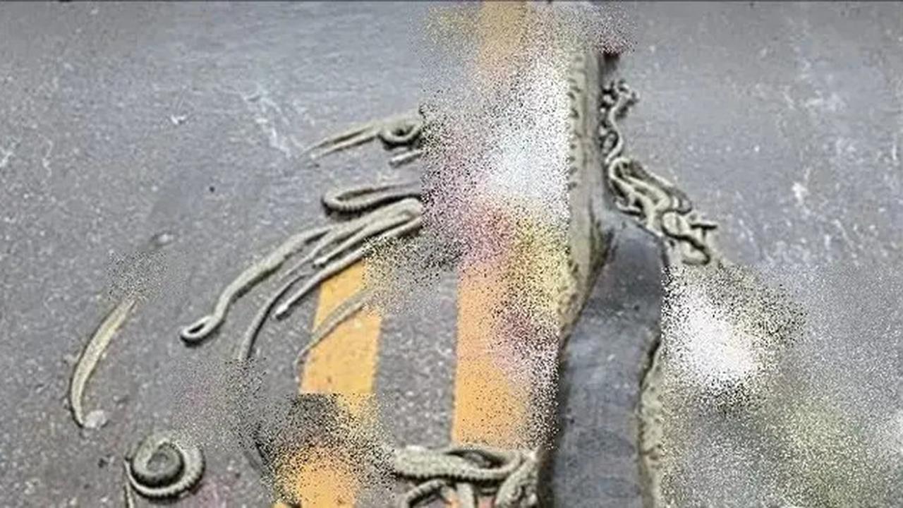 Tragedi Anaconda Hamil Mati Terlindas, 40 Bayinya yang Belum Lahir Tersebar di Jalan