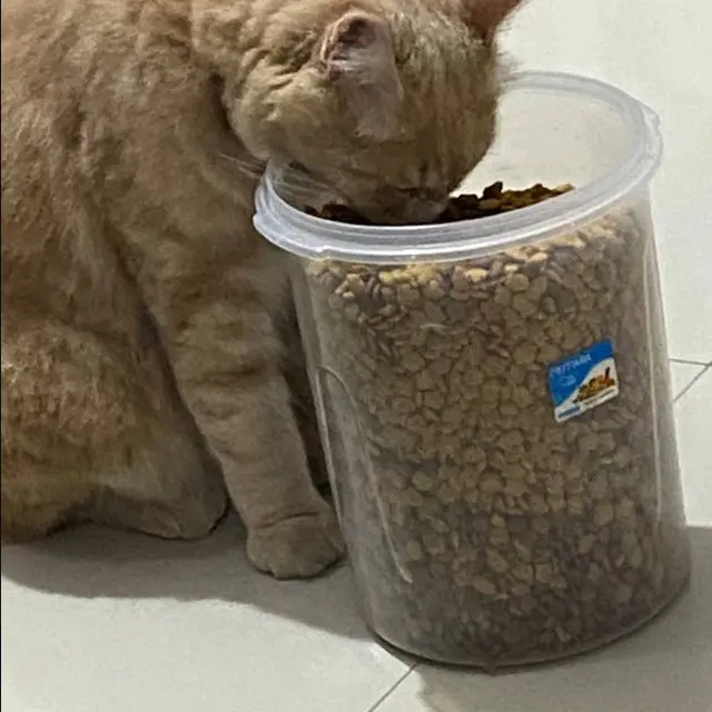 6 Potret Aksi Kucing Makan Langsung dari Toples, Ada Saja Tingkah Lucunya