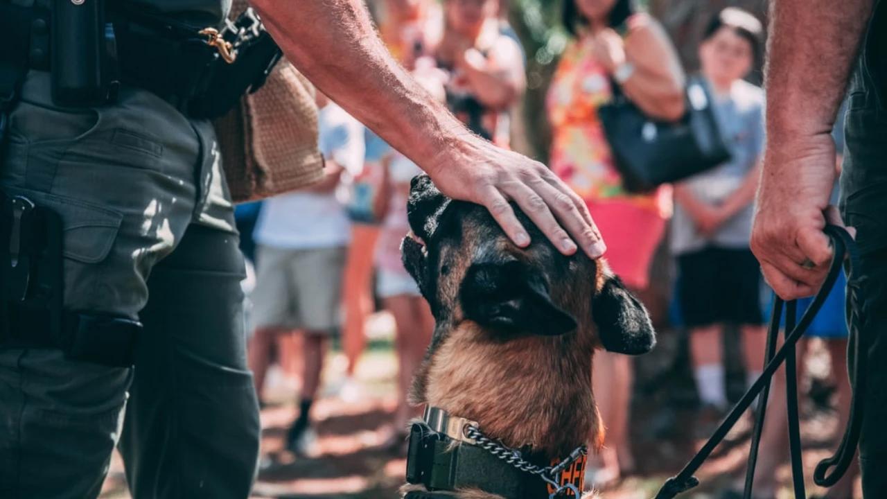 Polisi Ungkap Kronologi Pelecehan Anjing di Jakut, Pelaku Bakal Diperiksa Kejiwaan
