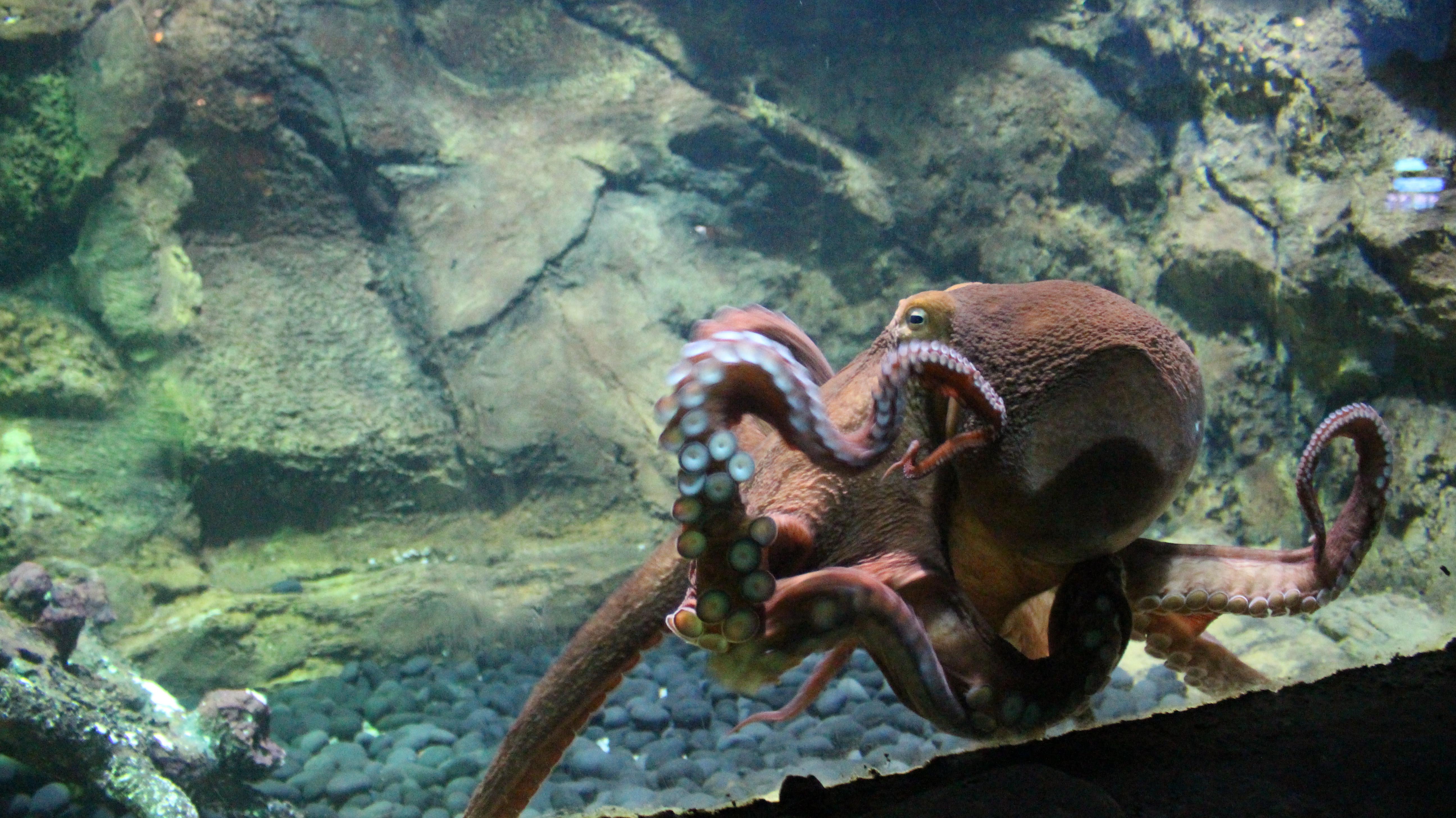 SeaWorld Ancol menghadirkan 3 biota baru