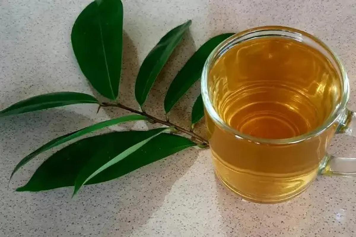 Cara Membuat Rebusan Daun Sirsak, Solusi Alami untuk Asam Urat dan Kolesterol