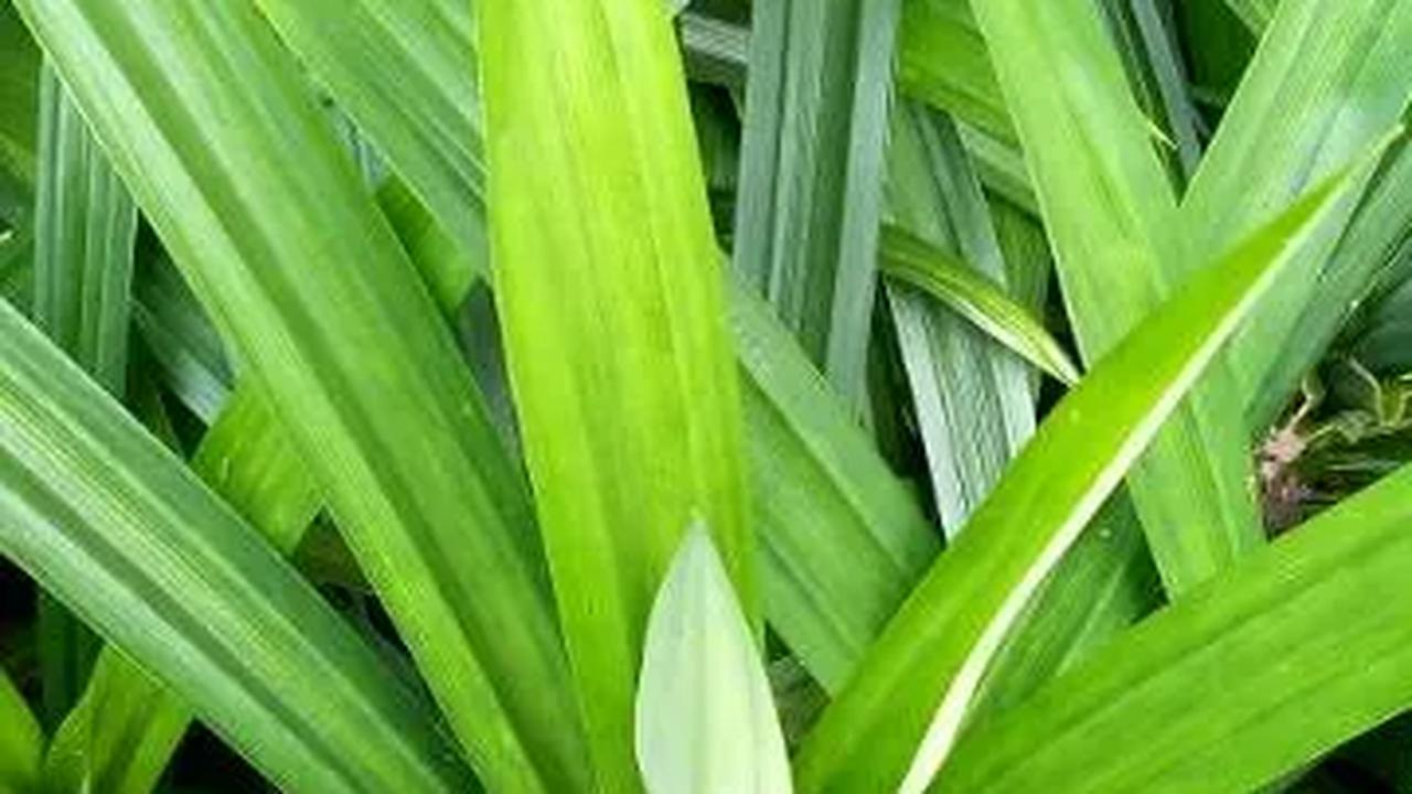 Daun Pandan Bukan Hanya Bumbu Masak, Tapi Juga Obat Tradisional yang Berkhasiat