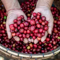 Java Mountains Coffee. (Istimewa)