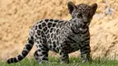 Seekor anak jaguar terlihat selama tur media di Kebun Binatang Altiplano di Tlaxcala dekat Mexico City, Meksiko, pada 24 Mei 2019. Bayi jaguar berjenis kelamin betina tersebut lahir dalam kondisi sehat pada pertengah Maret 2019. (REUTERS/Henry Romero)