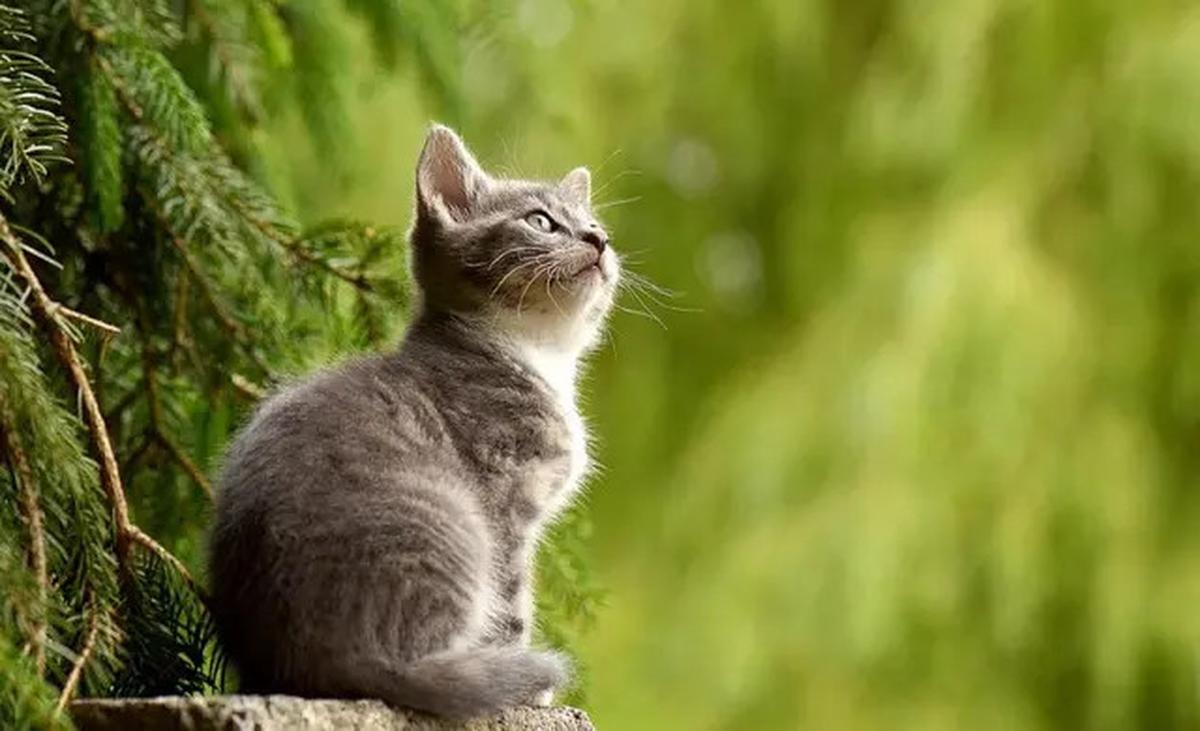 Menurut Studi, Memberi Makan Kucing Secara Berlebihan Ternyata Punya Efek Mengejutkan