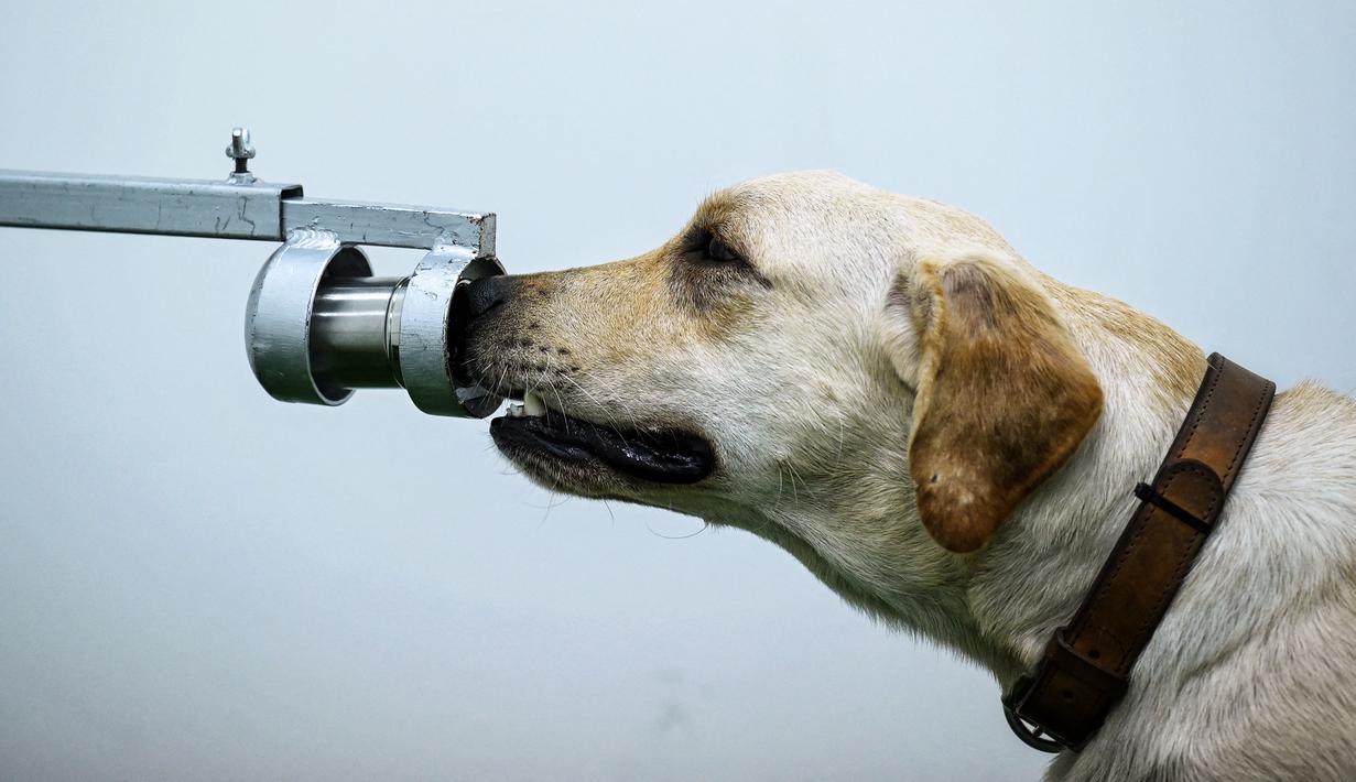 Bobby, anjing pelacak K9 jenis Retriever mengendus sampel keringat dalam tes mendeteksi Covid-19 di Fakultas Ilmu Kedokteran Hewan di Universitas Chulalongkorn di Bangkok pada 21 Mei 2021. Penelitian dilakukan sejak awal Mei dan anjing tersebut sudah memeriksa ribuan sampel (Lillian SUWANRUMPHA/AFP)