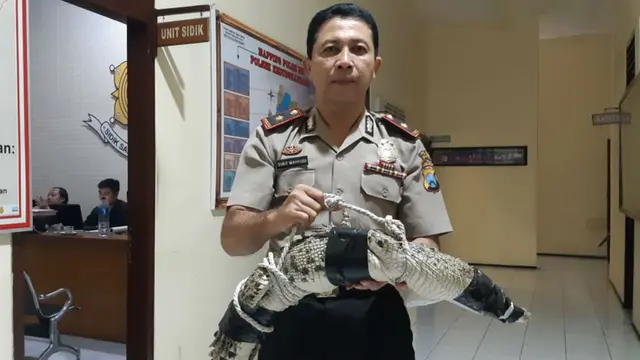 Penemuan Buaya di atas Rumah Buka Modus Perdagangan Satwa
