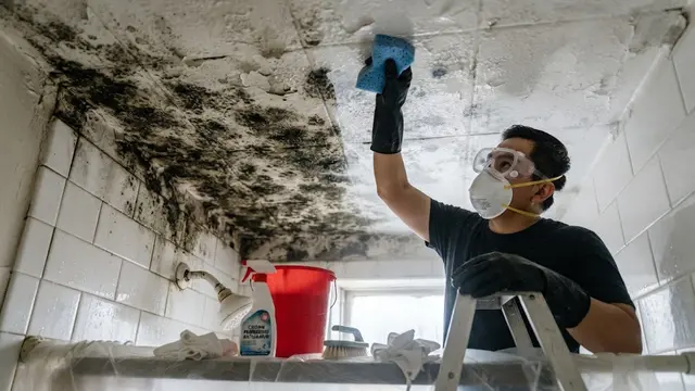 Cara Mengatasi Black Mold di Plafon Kamar Mandi