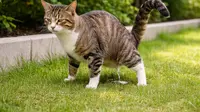 Solusi Alami agar Kucing Tidak Pipis di Teras Rumah dan Meninggalkan Bau