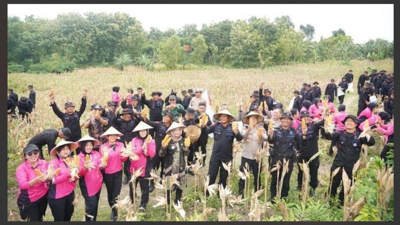 Satuan Brigade Mobile (Sat Brimob) Polda Jateng menggelar panen raya jagung di lahan pertanian milik Brimob.
