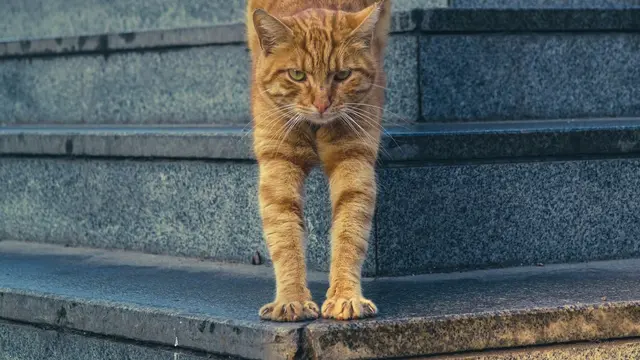 Alasan Kucing Meregangkan Tubuh Saat Melihat Orang