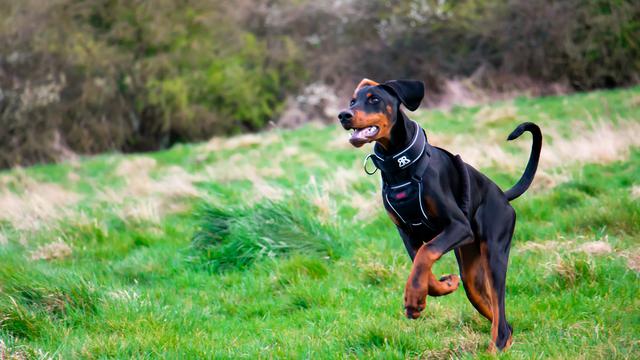 Doberman Pinscher