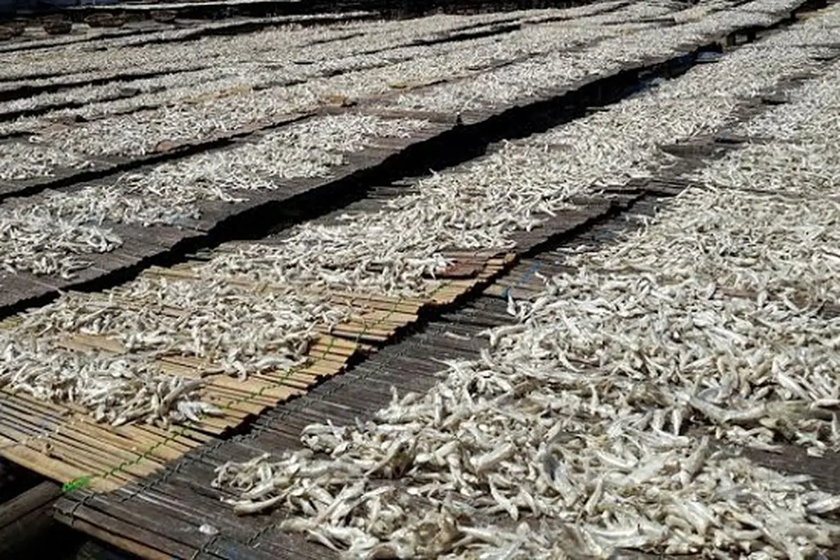 Saat ini terdapat sekitar 718 industri pengolahan ikan skala menengah besar dengan kapasitas terpasang sekitar 1,6 juta ton
