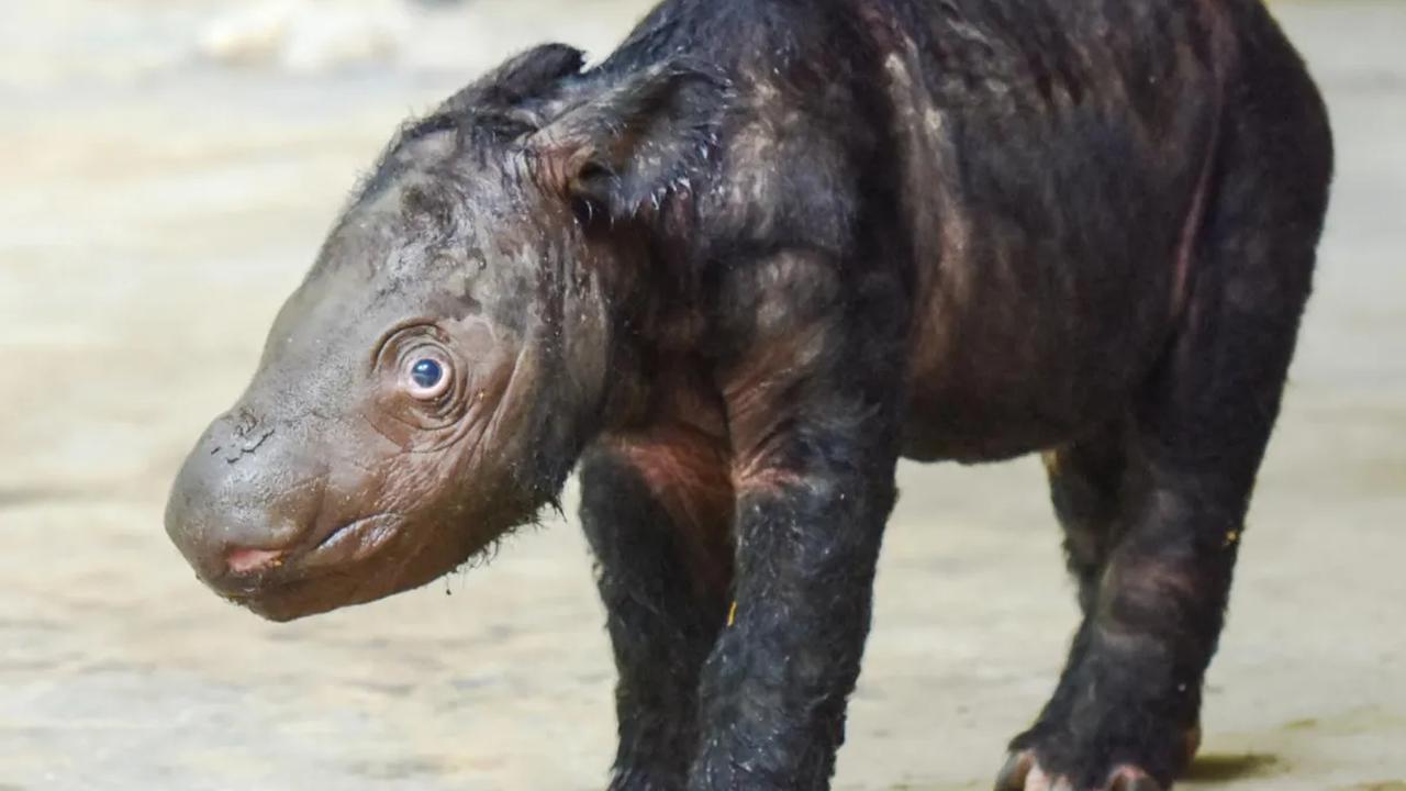 Kementerian Lingkungan Hidup dan Kehutanan RI merilis kehadiran bayi badak yang lahir dari seekor induk bernama Delilah. Kelahiran ini telah menambah daftar anggota keluarga baru di Suaka Rhino Sumatera Taman Nasional Way Kambas (SRS TNWK).