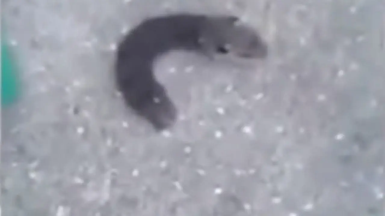 ulat bulu ini memiliki kepala seperti tikus (CEN/dailystar.co.uk)