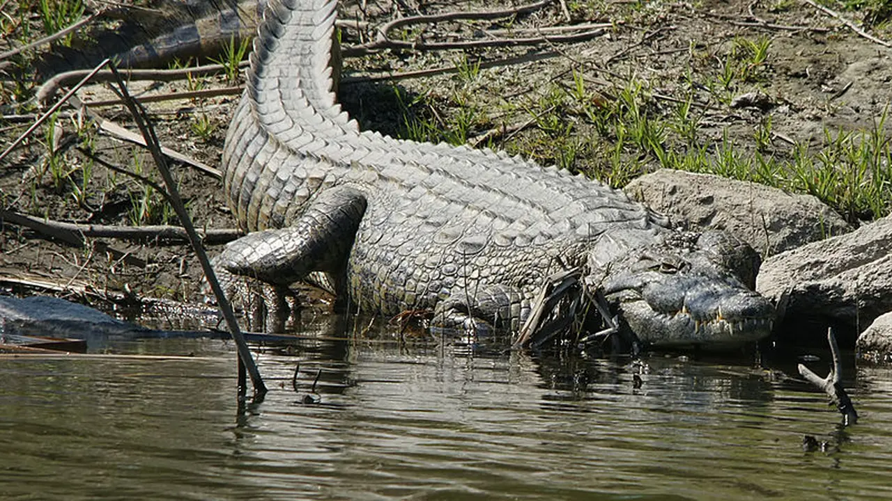 Buaya Nil (Crocodylus niloticus) kini menyebar hingga Amerika Serikat