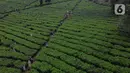 Pemandangan foto udara Perkebunan Kebun Teh kawasan Puncak, Kabupaten Bogor, Jawa Barat, Minggu (31/5/2020). Meski Pemkab Bogor memperpanjang masa Pembatasan Sosial Berskala Besar (PSBB) hingga 4 Juni namun wisatawan tetap memadati kawasan wisata kebun teh. (Liputan6.com/Helmi Fithriansyah)