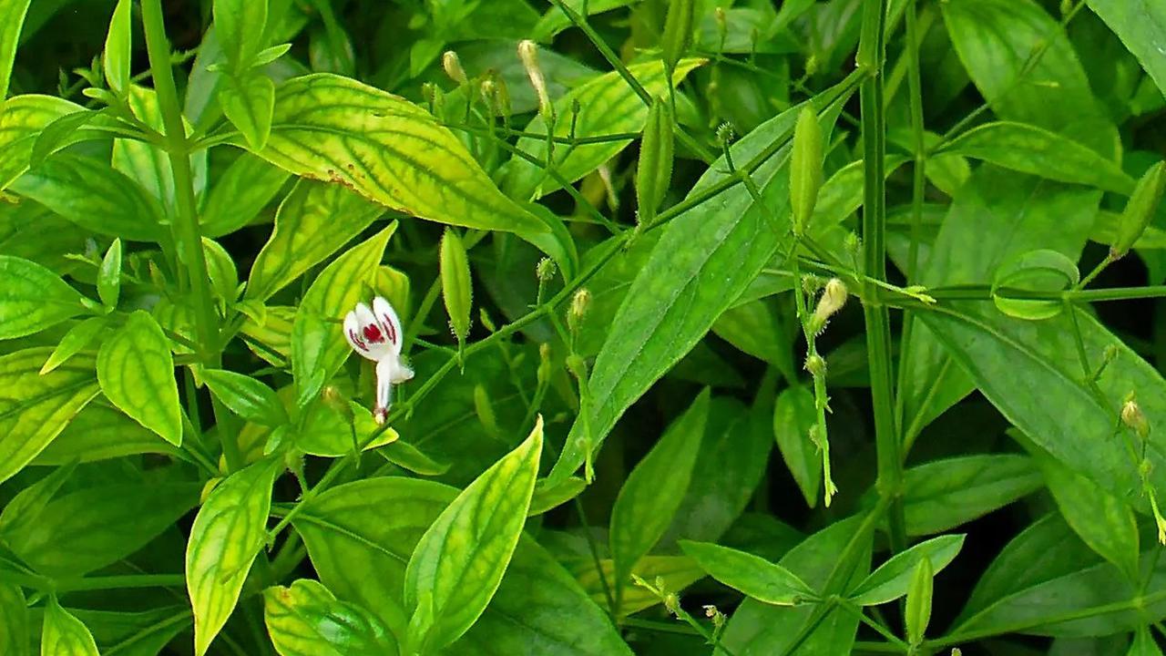 7. Mencegah Penyakit Jantung