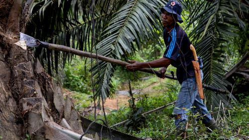 Potret Pekerja Perkebunan Kelapa Sawit di Aceh