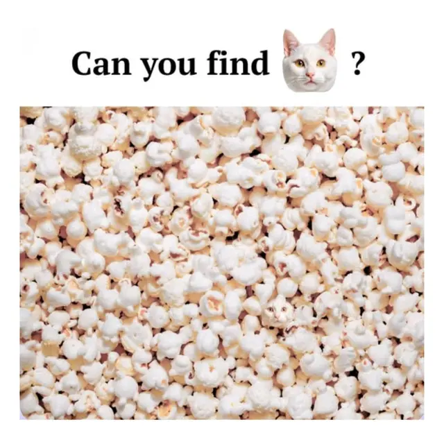 Temukan Kucing Tersembunyi di Antara Popcorn