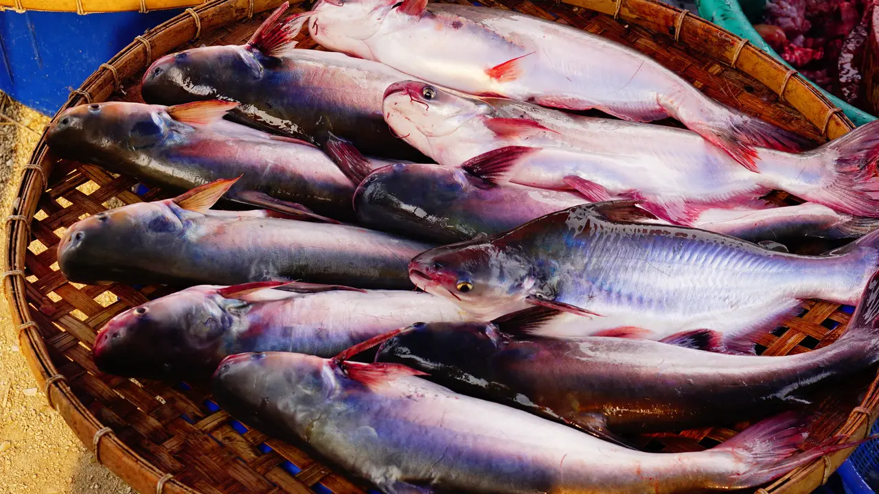 ikan lele