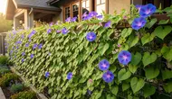 8 Tanaman Hias Berbunga Biru yang Unik untuk Taman Rumah