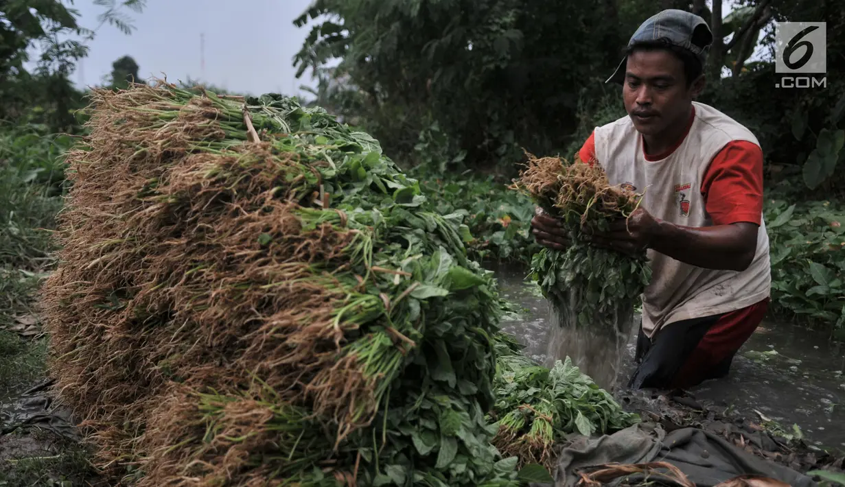 Petani mencuci kangkung menggunakan air kubangan di perkebunan sayuran kawasan Sunter, Jakarta, Selasa (9/7/2019). Akibat kemarau, lahan pertanian di kawasan tersebut mengalami kekeringan sehingga petani terpaksa menggunakan air dari selokan untuk menyiram sayuran. (merdeka.com/Iqbal S. Nugroho)