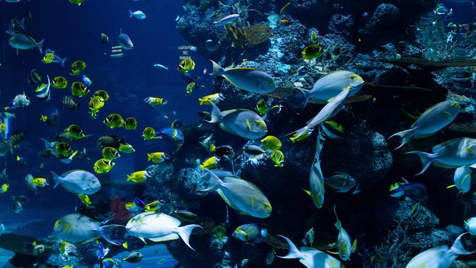 Ekosistem Adalah Suatu Sistem Ekologi Kenali Jenis Jenisnya Hot Liputan6 Com